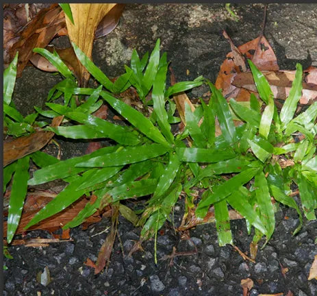 Familia Meliaceae