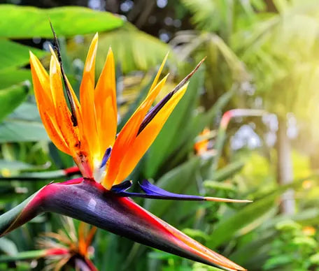 Familia Zygophyllaceae