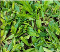 ALFOMBRA