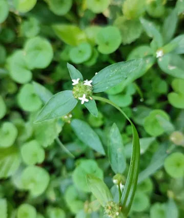 BOTONCILLO DE MILPA