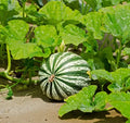 CALABAZA XCÁ