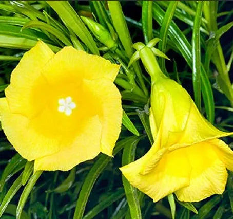 CAMPANITAS
