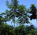 CEDRO
