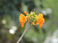 CIRICOTE