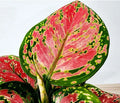 DÁLMATA ROSA