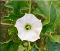 ESTRAMONIO