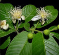 GUAYABA