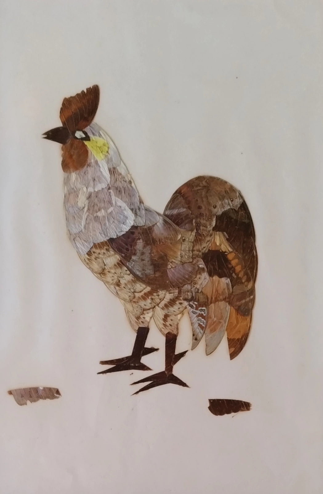 Gallo de alas de mariposa 1