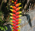 HELICONIA LORITO