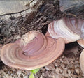 HONGO REISHI