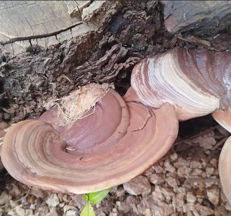 HONGO REISHI