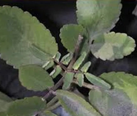 KALANCHOE
