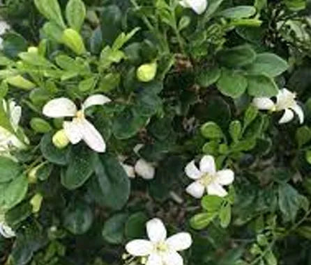 LIMONARIA