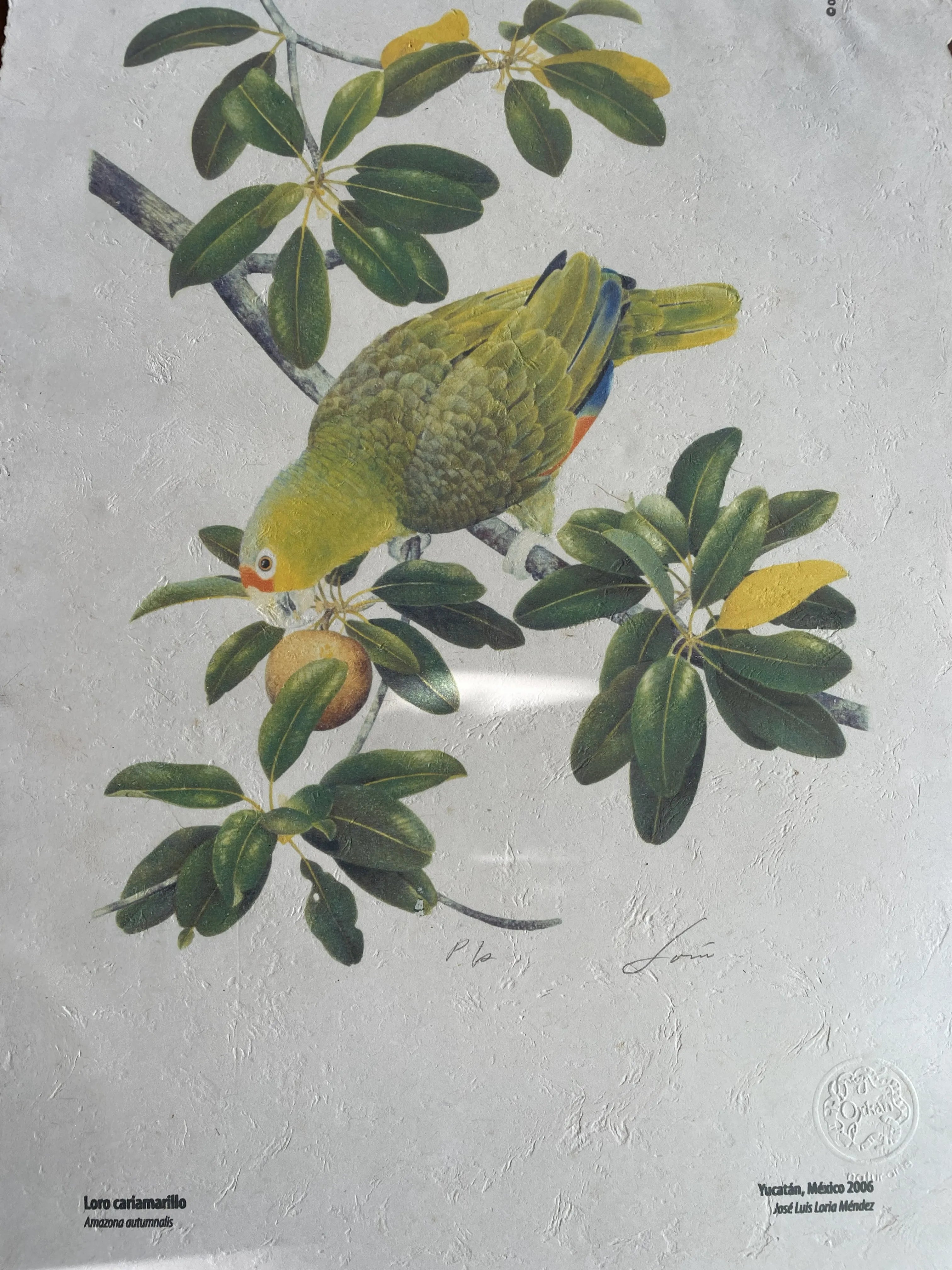Loro cariamarillo