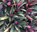 MAGUEY MORADO