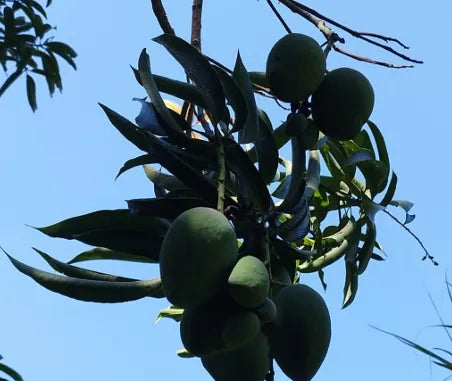 MANGO