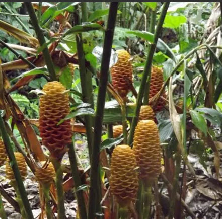 MARACAS