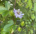 MARACUYÁ SILVESTRE