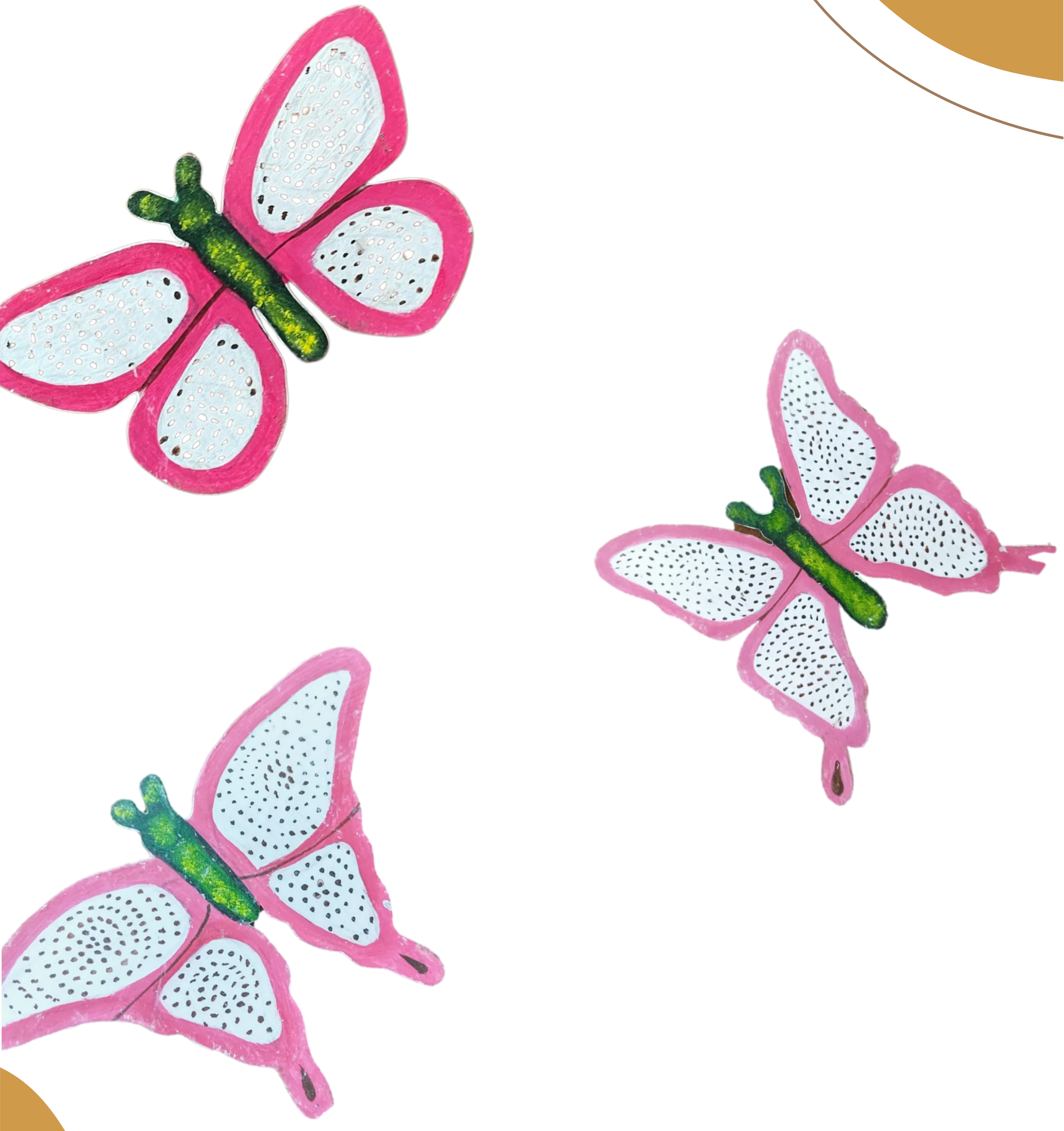 Mariposa pitahaya