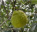 NARANJA AGRIA