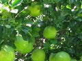 NARANJA DULCE