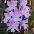 ORQUÍDEA