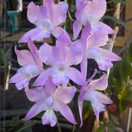 ORQUÍDEA