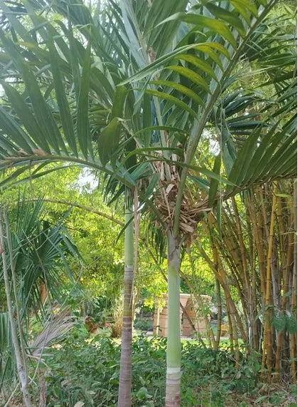 PALMA KERPIS