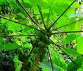 PAPAYA SILVESTRE