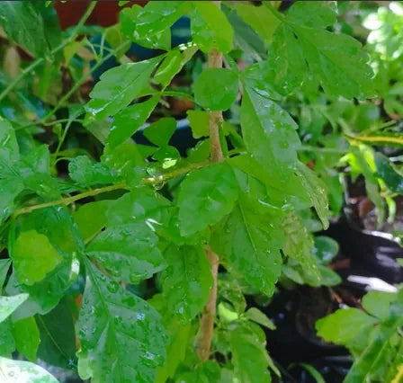 PEPINO KAT