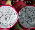 PITAHAYA