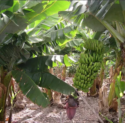 PLÁTANO MACHO