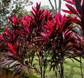 POLINESIA