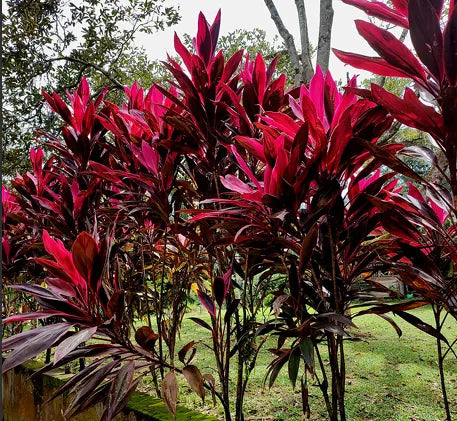 POLINESIA
