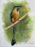 Pájaro toj