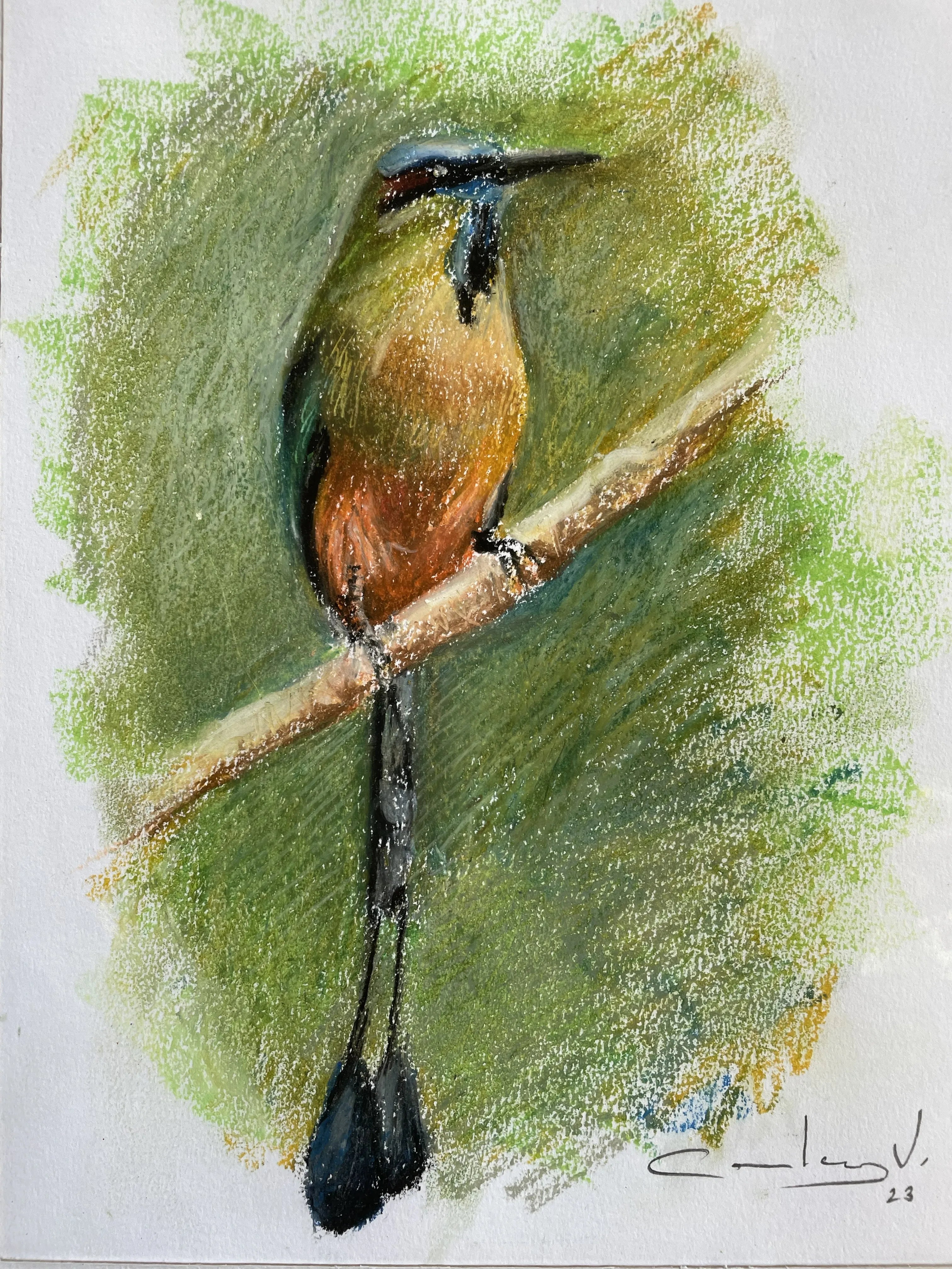 Pájaro toj