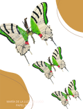 Papilio laglaly