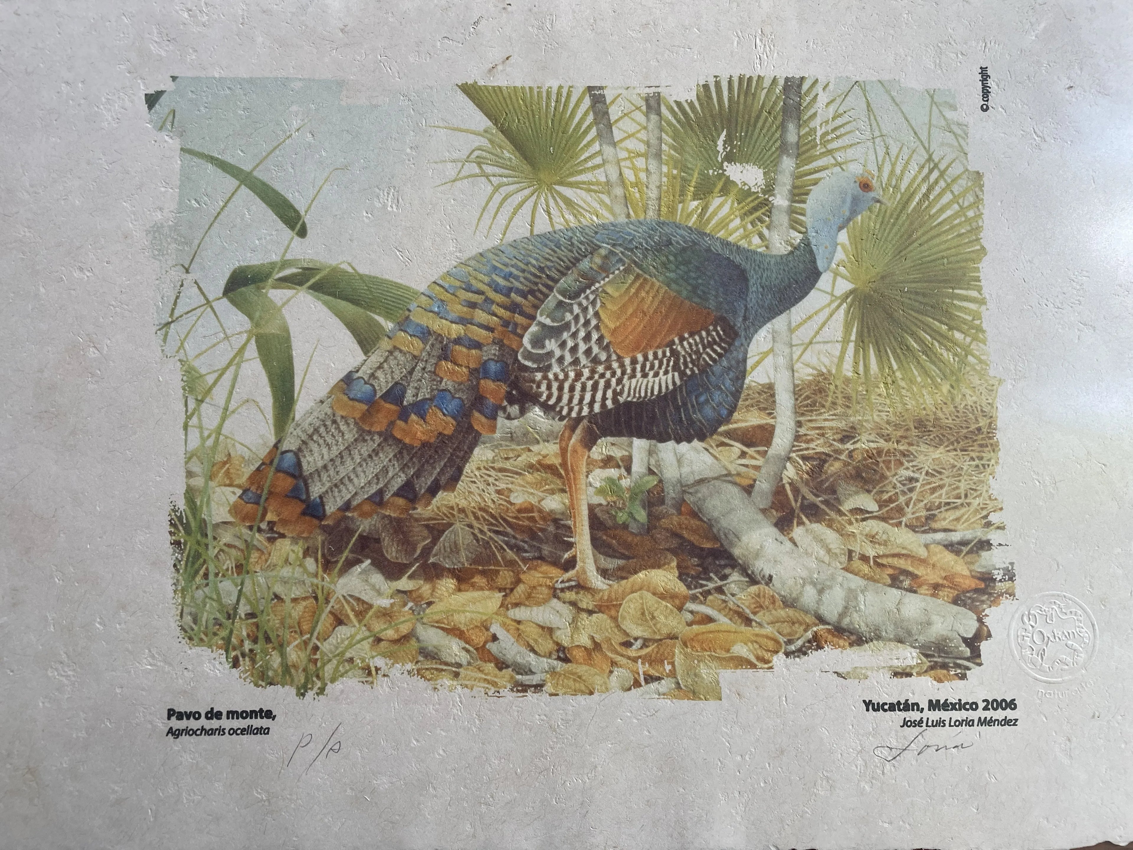 Pavo de monte