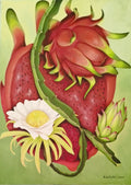 Pitahaya roja de Nicaragua