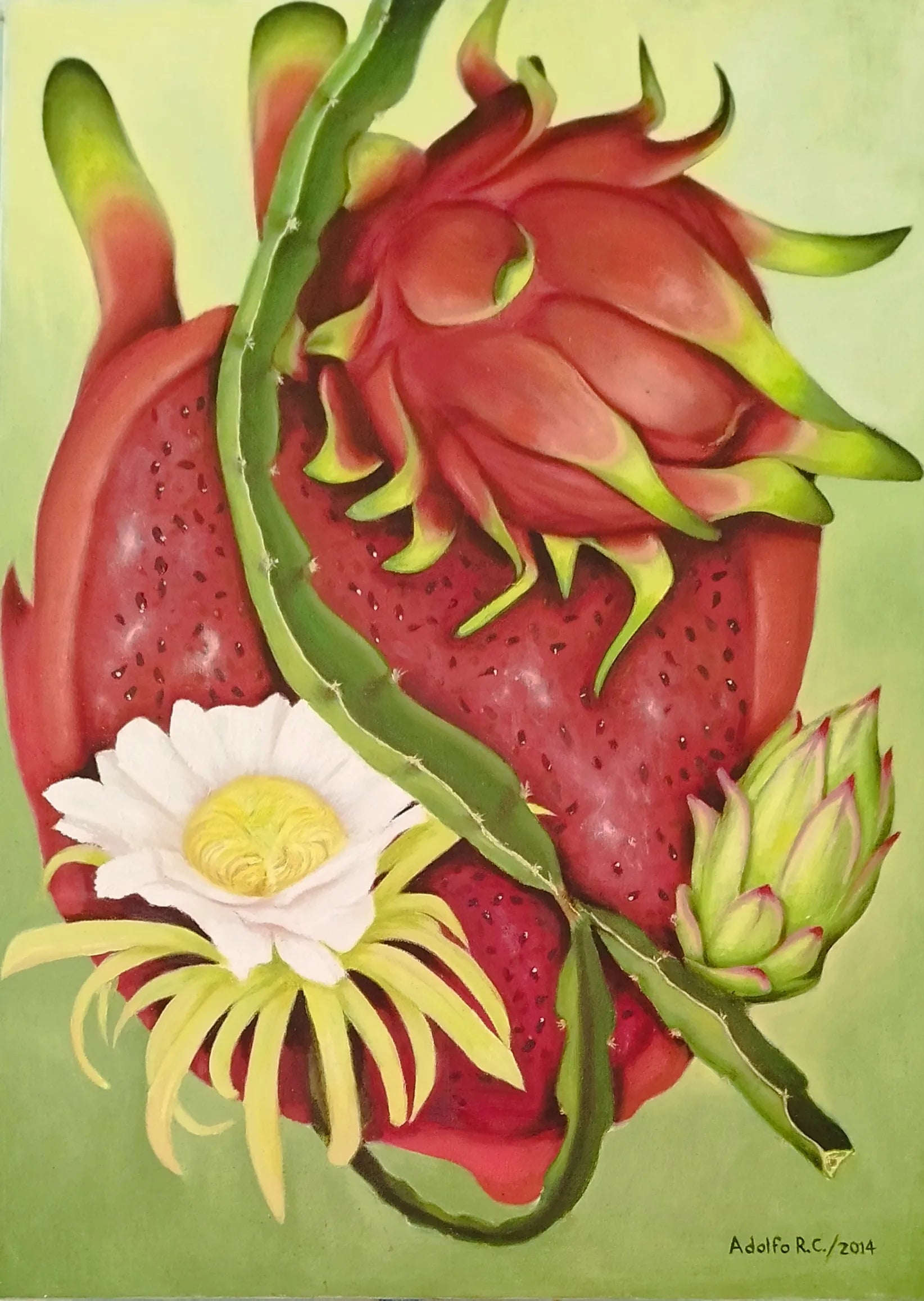Pitahaya roja de Nicaragua