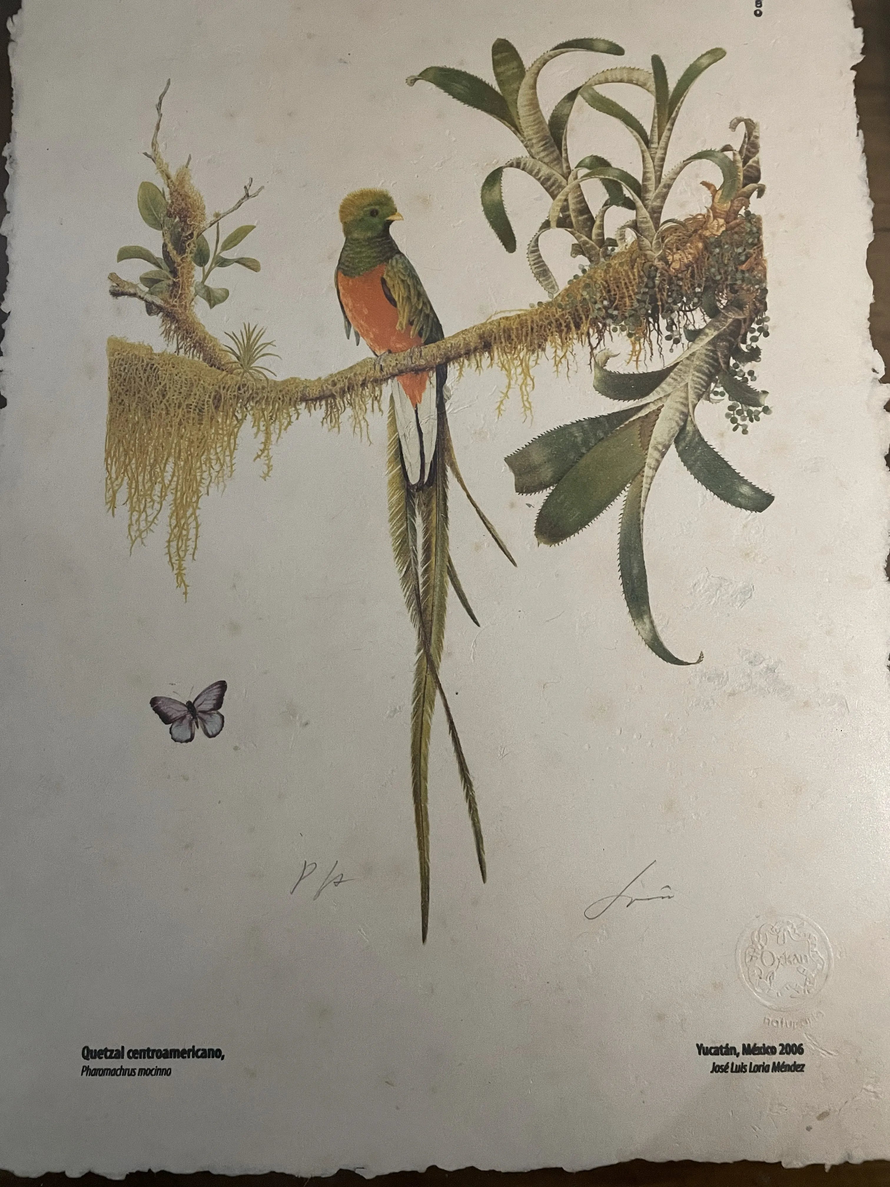 Quetzal centroamericano