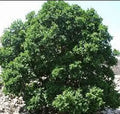 ROBLE