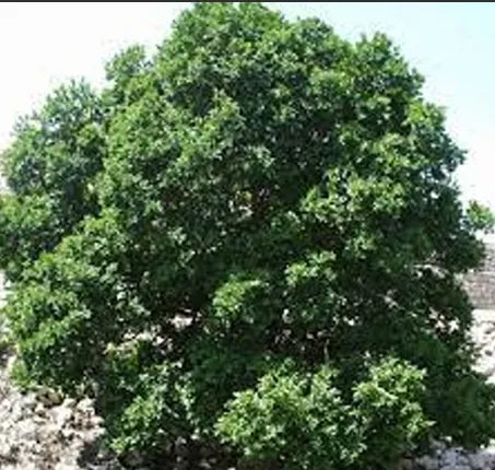 ROBLE
