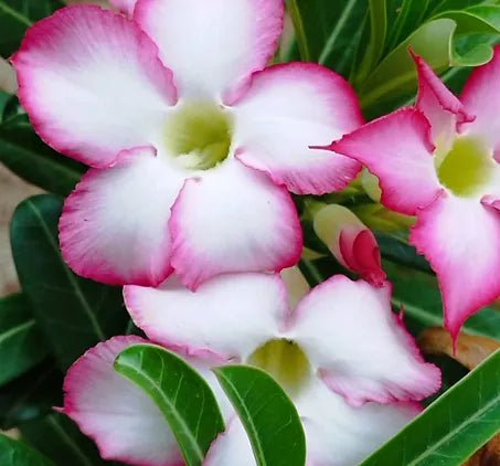 ROSA DEL DESIERTO