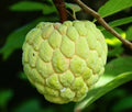 SARAMUYO