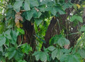 SINGONIA
