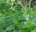 TABACO