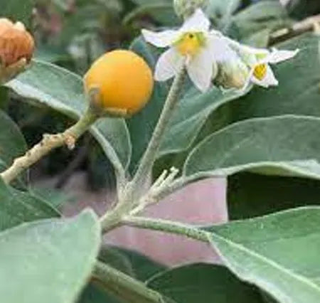 TOMATILLO