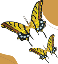 Two taileo swallowtall