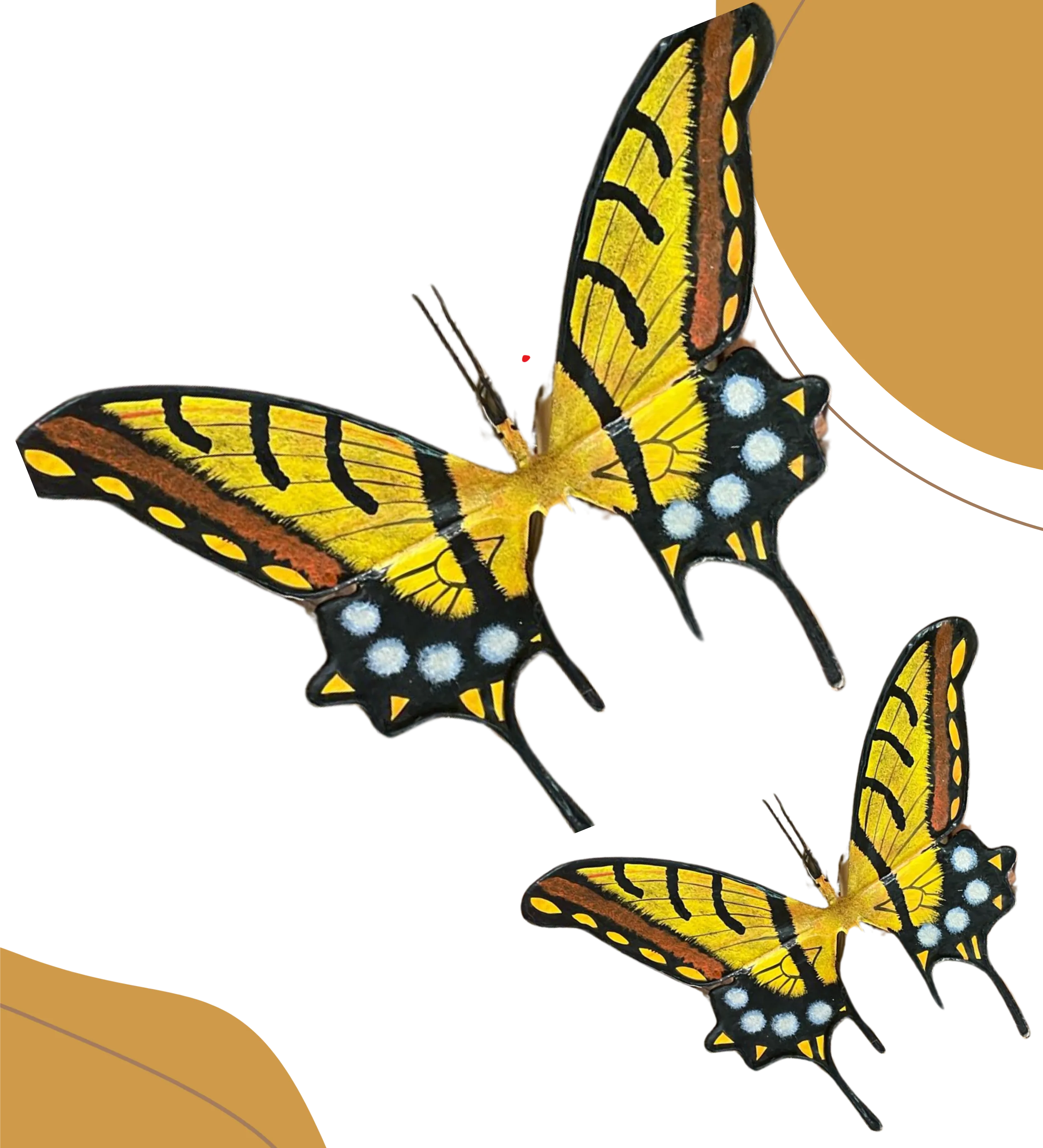 Two taileo swallowtall